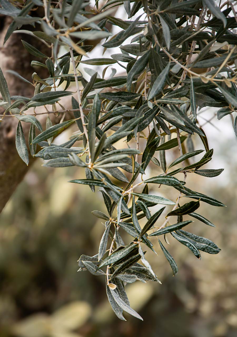 Agriturismo San Germano